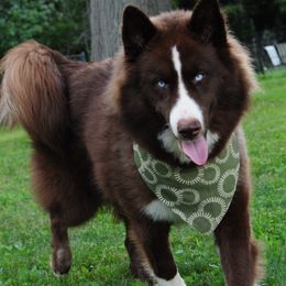 Reyna - Siberian Husky