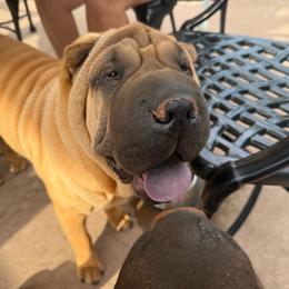 Green collar - Fawn male Chinese Shar-Pei puppy in Elkin, North Carolina from Martini Shar-Pei