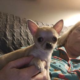 Belle - Black sabled fawn female Chihuahua puppy in Greenfield, Ohio from Paradise Chihuahua Kennel