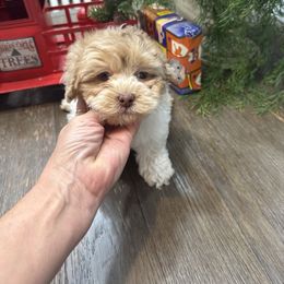 Hope - Fawn brindle female Havapoo puppy in Bowling Green, Kentucky from Denise Clark