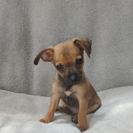 Benjamin - Black and red male Chihuahua puppy in Benton, Arkansas from Furever Friends