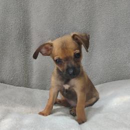 Benjamin - Black and red male Chihuahua puppy in Benton, Arkansas from Furever Friends