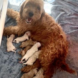 Goldendoodle Puppies from Native Ranch Puppies