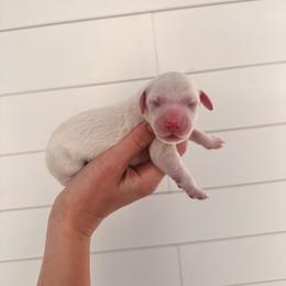 Coconut - Parti male Goldendoodle puppy in Rio Linda, California from GoldendoodlePaw
