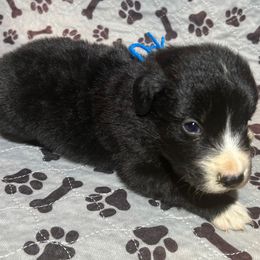 Girl 1 - Black & white male Miniature Australian Shepherd puppy in Yucca Valley, California from Pedroza Farm