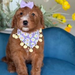 Lola - Red  female Goldendoodle puppy in Yuciapa, California from AlltheDoodlez_
