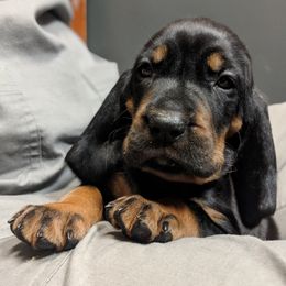 Black and Tan Coonhound and Bracco Italiano Puppies from Old Soul Black & Tan Coonhounds