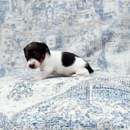 Lilo ( loves to eat) - Chocolate and tan female Dachshund puppy in Salters, South Carolina from Long-Pine Dachshund