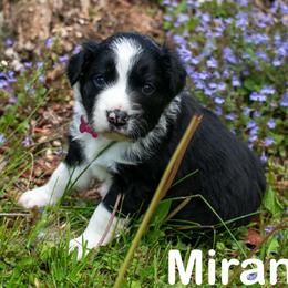 Miranda - female Sporty Mix puppy in Richland, Michigan from Seay's Sporty Mixes