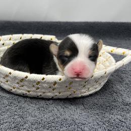 Snowflake - Black and tan female Pembroke Welsh Corgi puppy in Waco, Texas from The Comma Corgis