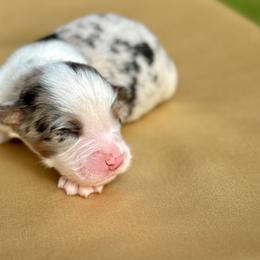 Denver - Blue merle male Australian Shepherd puppy in Beaverdam, Virginia from Cimmarun Farm Aussies