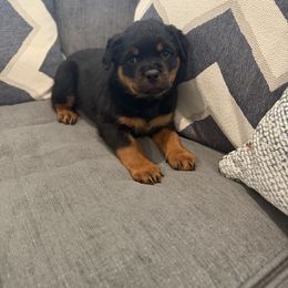 Katana - Black and mahogany female Rottweiler puppy in Denver, Colorado from Denver Rottweilers