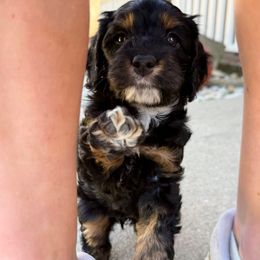 Scary - Mini - Tri-color female Australian Labradoodle puppy in Wamego, Kansas from Doodles of Oz