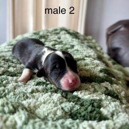 Male 2 - Black and tan male Pembroke Welsh Corgi puppy in La Porte City, Iowa from Cedar River Corgis