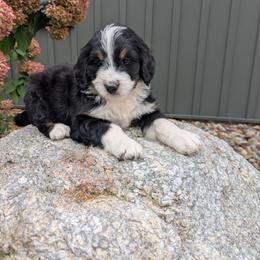 Bailey - Tri-color male Bernedoodle puppy in Beach City, Ohio from Blue Cloud Doodles