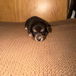 Onyx - Black and tan female Pembroke Welsh Corgi puppy in Washington from Castle View Royal Rumps