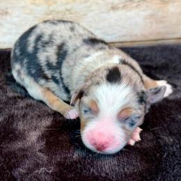 Whitney - Blue merle female Miniature Australian Shepherd puppy in Midway, Texas from L Bar W Aussie Ranch