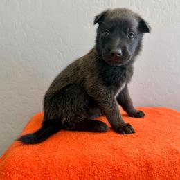 Cara (Light Pink) - Black sable female Belgian Malinois puppy in Buckeue, Arizona from Légende Vivante Du Chief Kennel