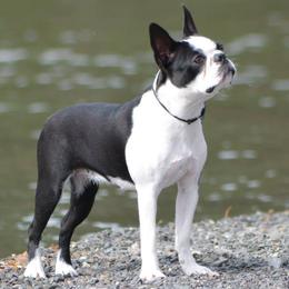 Boston Terriers from Sunwood Boston Terriers