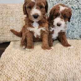 Goldendoodle puppies from Paws 4 Doodles, LLC