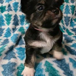 Jesse - Black and white female Chihuahua puppy in Wytheville, Virginia from Southwest Virginia Chihuahua