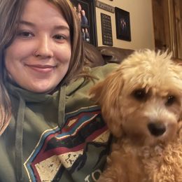 Aussiedoodle, Cavapoo, and Poodle Puppies from Perkins Pups