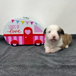 Burr - Red male Pembroke Welsh Corgi puppy in Waco, Texas from The Comma Corgis