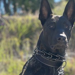 Rogan - Dutch Shepherd
