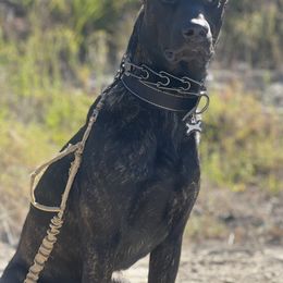 Rogan - Dutch Shepherd