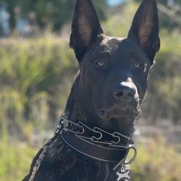 Rogan - Dutch Shepherd