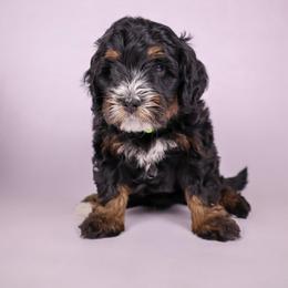 Chad - Black and white male Bernedoodle puppy in Saratoga Springs, Utah from Saratoga Springs Doodles