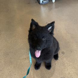 German Shepherd puppies from Abenteurer German Shepherds & Belgian Malinois