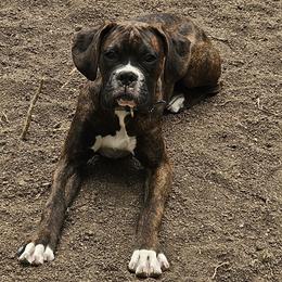 Wookie - Boxer