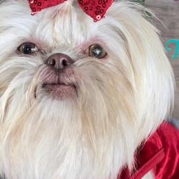 Pebbles - Shih Tzu