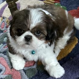 Lt Blue - Grace - Brindle and white female Shih Tzu puppy in Mays Landing, New Jersey from Fancy Paws Shorkies & Shih Tzus