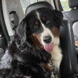 Stella - Bernese Mountain Dog