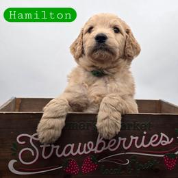 Hamilton - Apricot male Goldendoodle puppy in Neillsville, Wisconsin from Granton Creek