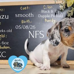 Zazu - Dapple male Dachshund puppy in Hoquiam, Washington from Heyd's Mini Dachshunds