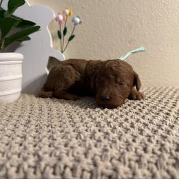 Turquoise Boy - Red  male Goldendoodle puppy in Colorado Springs, Colorado from Simply Mini Goldendoodles