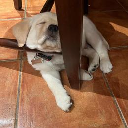 Labrador Retriever Puppies from Findaway Labradors