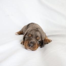 Hazel - Dapple female Dachshund puppy in Fredericksburg, Ohio from William's Dachshunds