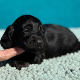 Blakely - Black female Dachshund puppy in Lincoln, Arkansas from Red Dirt Dachshunds