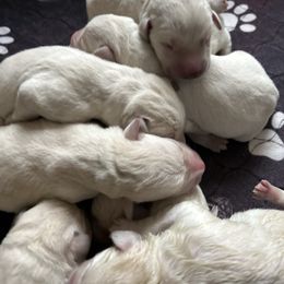 Boy 2 - Yellow male Labrador Retriever puppy in Clayton, North Carolina from The Homestead at Little Creek