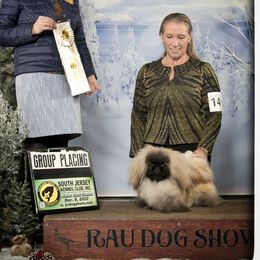 LNG LNG - Pekingese