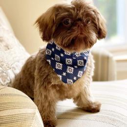 Shih Tzu Puppies from Tammy's Shihtzu Shack