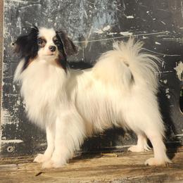 Cotton AVAILABLE - Papillon