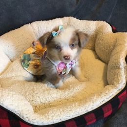 Australian Shepherds from Green Hill Aussies