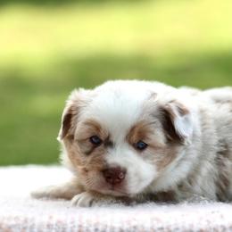 Spider - Red merle male Miniature Australian Shepherd puppy in Prague, Oklahoma from Clay Creek Aussies