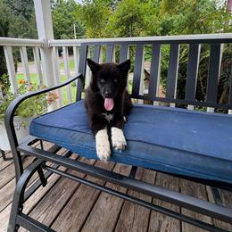 Girl 1 - Black female Siberian Husky puppy in Jonesborough, Tennessee from Dry Creek Siberians