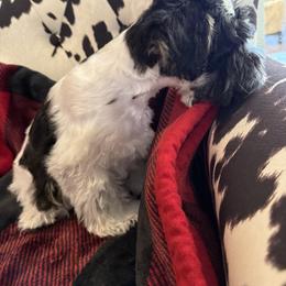 Miniature Schnauzer Puppies from R&T Tx Mini Schnauzers